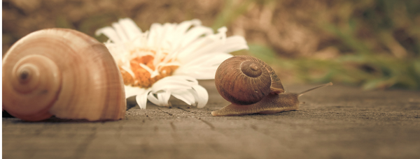 The Benefits of Snail Mucin in Skin Care